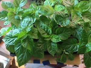 Scotch Bonnett Peppers